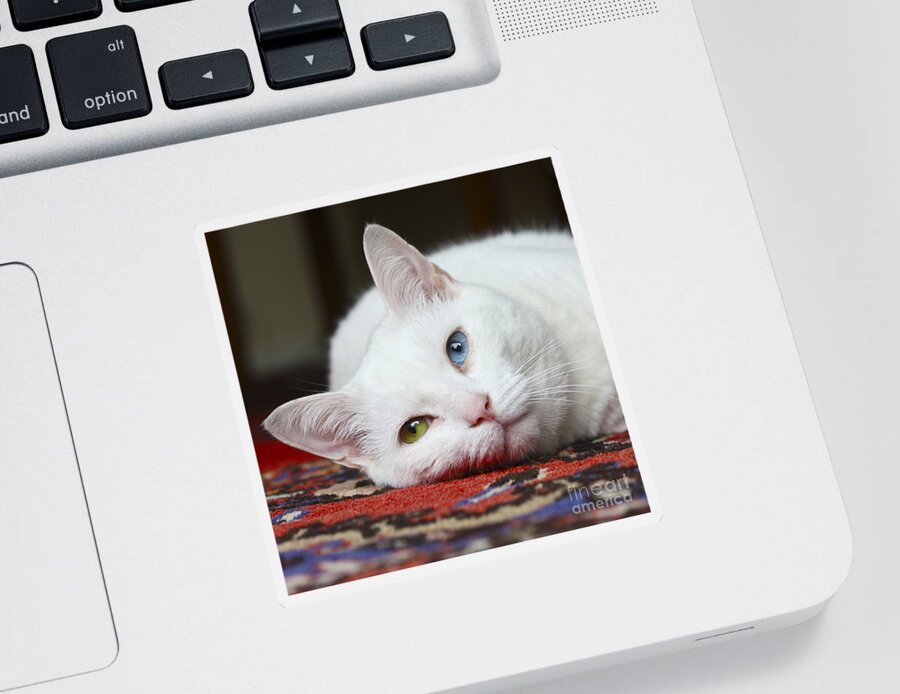 Fur Sticker featuring the photograph Charlie the White Pussy Cat by Terri Waters