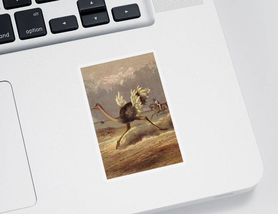 Ostrich Sticker featuring the painting Chasing The Ostrich by English School