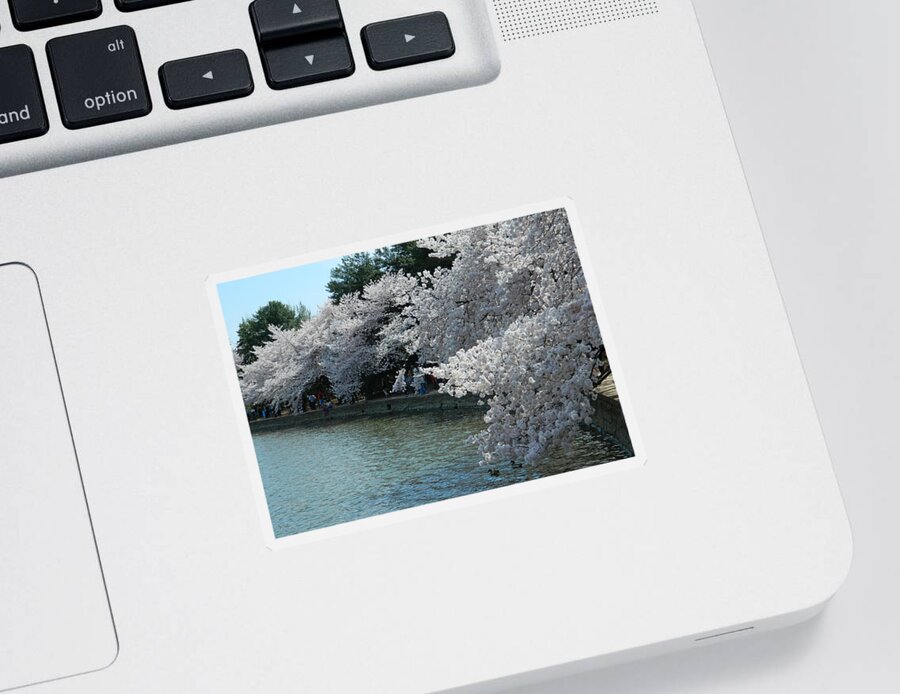 Cherry Blossoms Photographs Sticker featuring the photograph Cherry Blossoms Along The Tidal Basin by Emmy Vickers