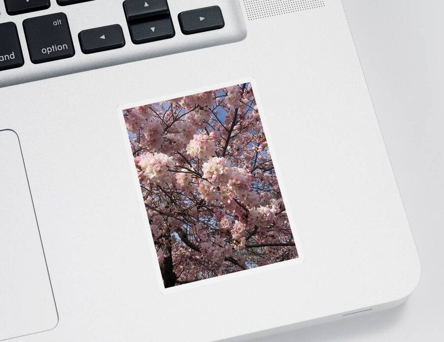 Cherry Blossoms Sticker featuring the photograph Cherry Blossoms For Lana by Emmy Marie Vickers