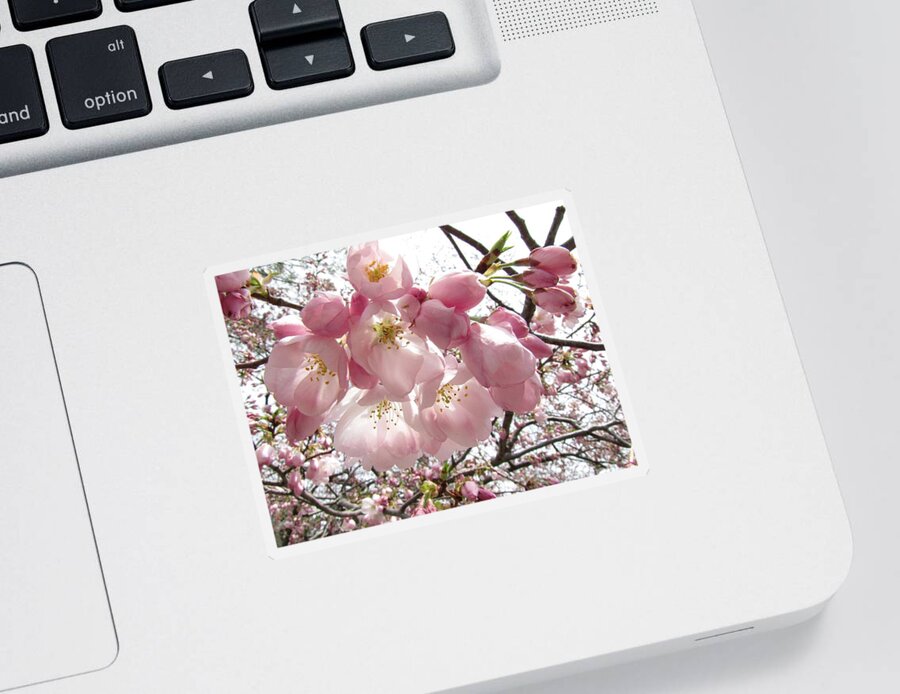 Cherry Sticker featuring the photograph Cherry Blossoms by Jennifer Wheatley Wolf