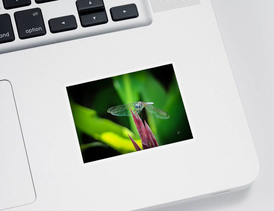 Dragonfly Sticker featuring the photograph Chomped Wing by TK Goforth