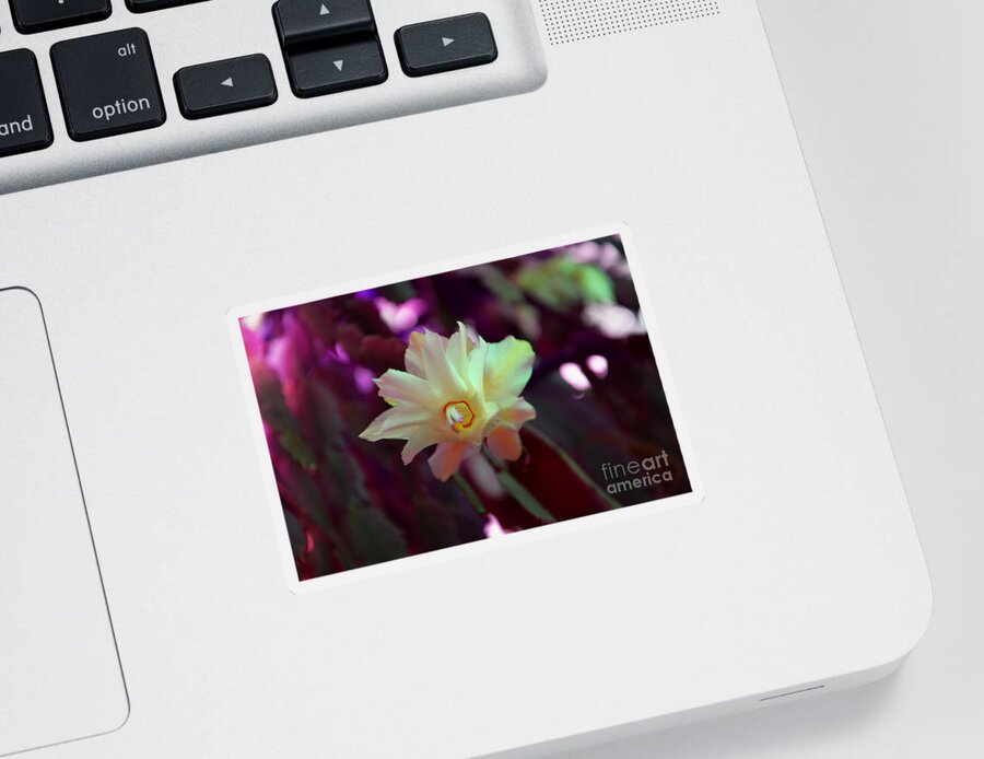 Cactus Sticker featuring the photograph Christmas Cactus Flower by Ramona Matei
