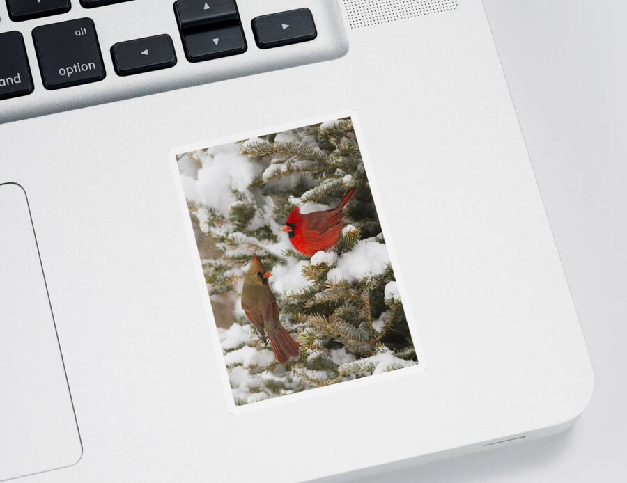 Bird Sticker featuring the photograph Christmas card with cardinals by Mircea Costina Photography