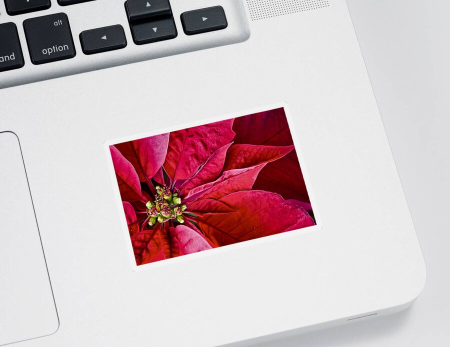 Bloom Sticker featuring the photograph Christmas Petals by Christi Kraft
