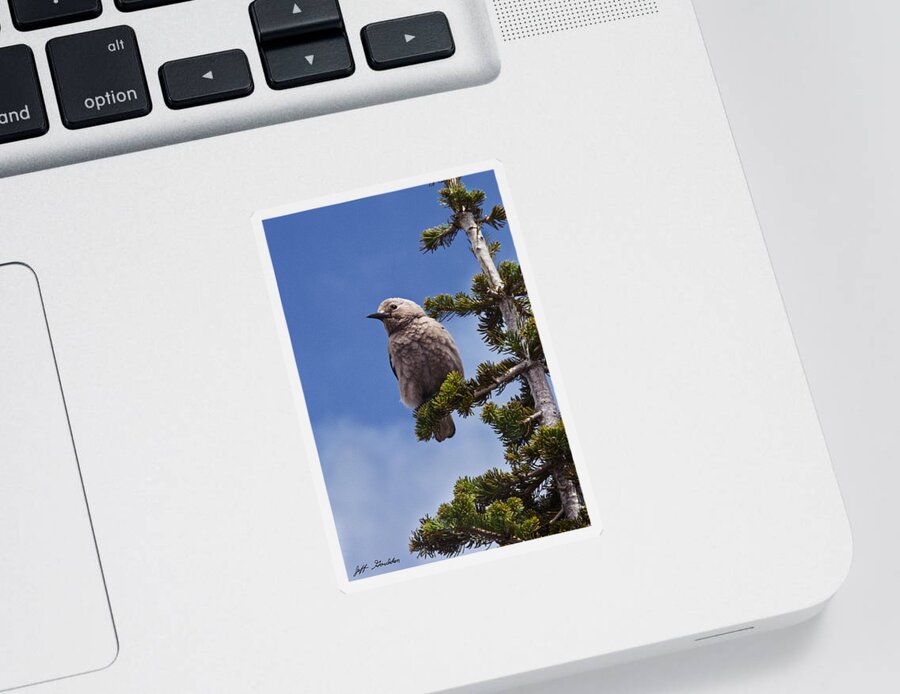 Animal Sticker featuring the photograph Clark's Nutcracker in a Fir Tree by Jeff Goulden
