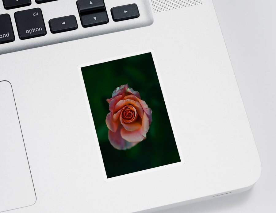 Photography Sticker featuring the photograph Close-up Of A Pink Rose, Beverly Hills by Panoramic Images