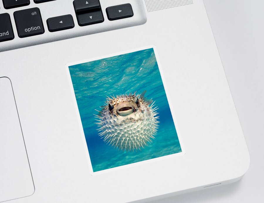 Photography Sticker featuring the photograph Close-up Of A Puffer Fish, Bahamas by Panoramic Images