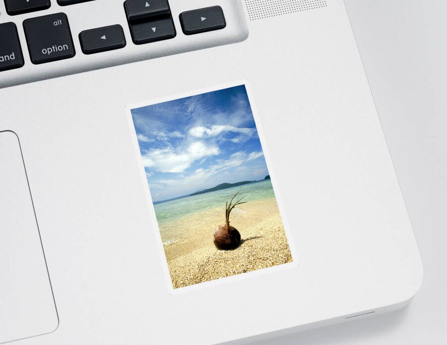 Arecaceae Sticker featuring the photograph Coconut Sprouting On A Beach by F. Stuart Westmorland