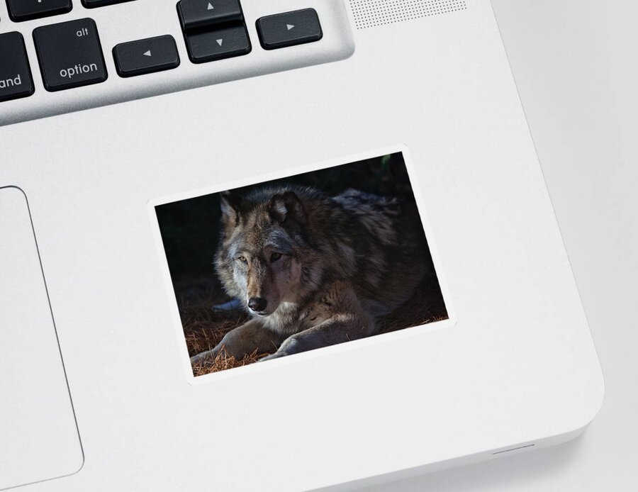 Wolf Sticker featuring the photograph Colors of a Wolf by Karol Livote