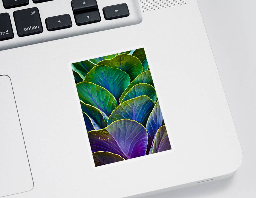 Organic Sticker featuring the photograph Colors of the Cabbage Patch by Christi Kraft