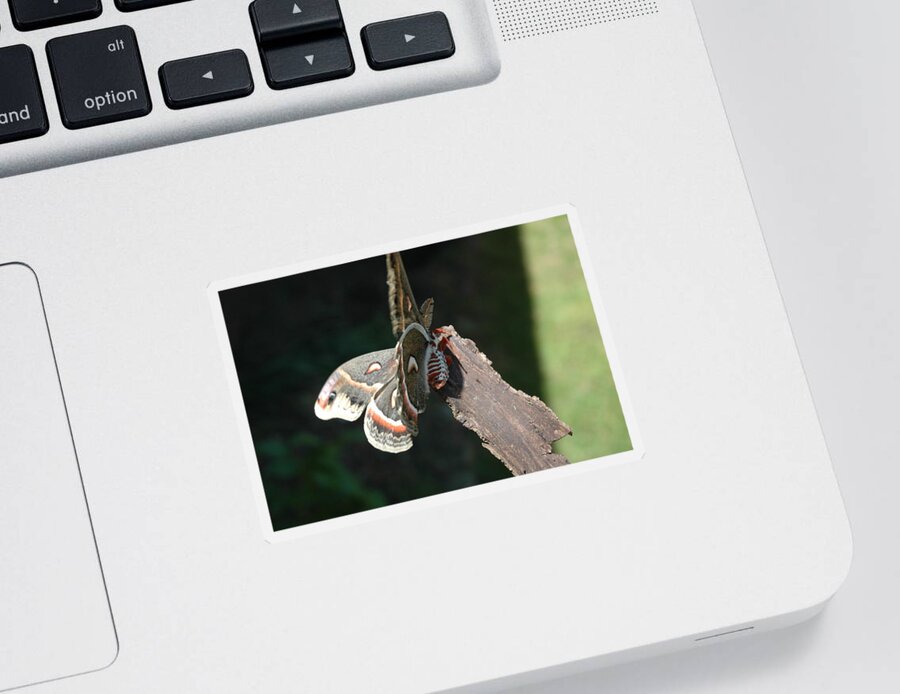 Green Sticker featuring the photograph Columbia Silk Moth I by Bernadette Krupa