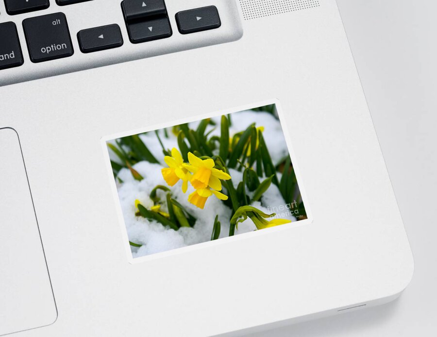 Daffodil Sticker featuring the photograph Come On Spring Time by Jennifer White