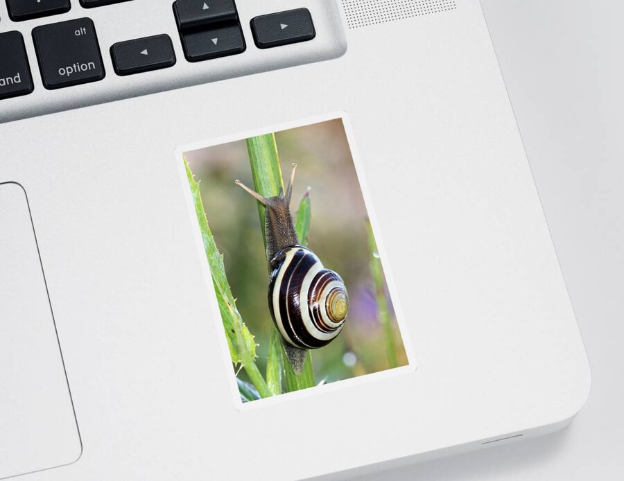 Snail Sticker featuring the photograph Coming out of its shell by Doris Potter