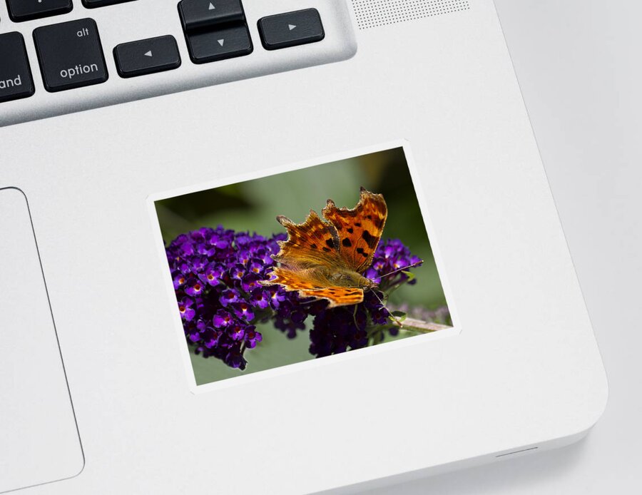 Butterfly Sticker featuring the photograph Comma butterfly on Buddleia by Shirley Mitchell
