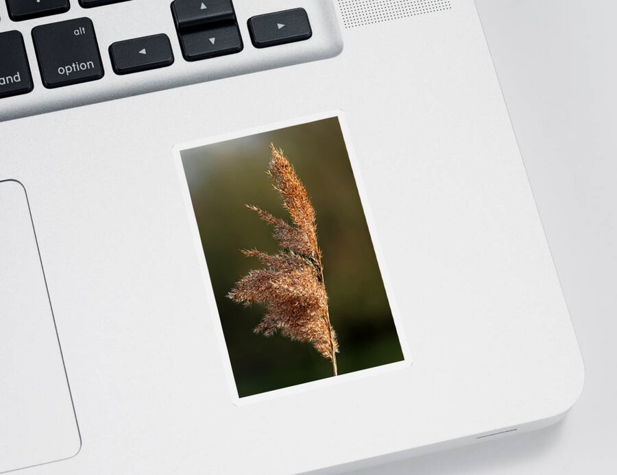 Bright Sticker featuring the photograph Common Reed Seed Head by Rod Johnson