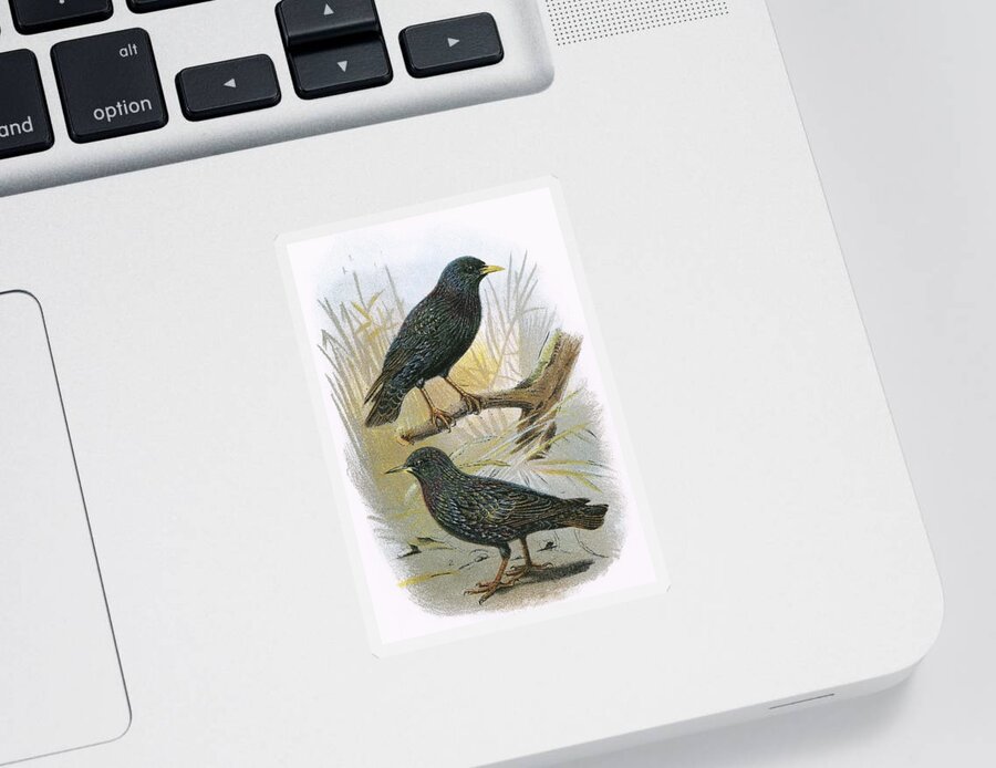 British Birds Sticker featuring the photograph Common Starling Top And Intermediate Starling Bottom by English School