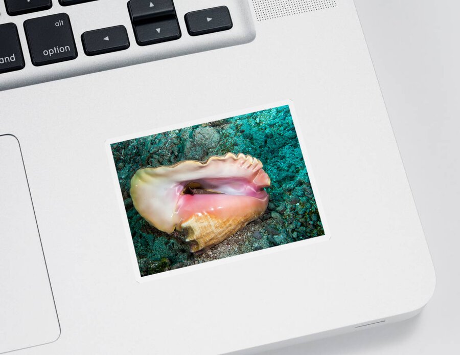 Belize Sticker featuring the photograph Conch by Jean Noren