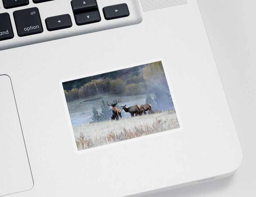 Elk Sticker featuring the photograph Cool Misty Morning by Shane Bechler