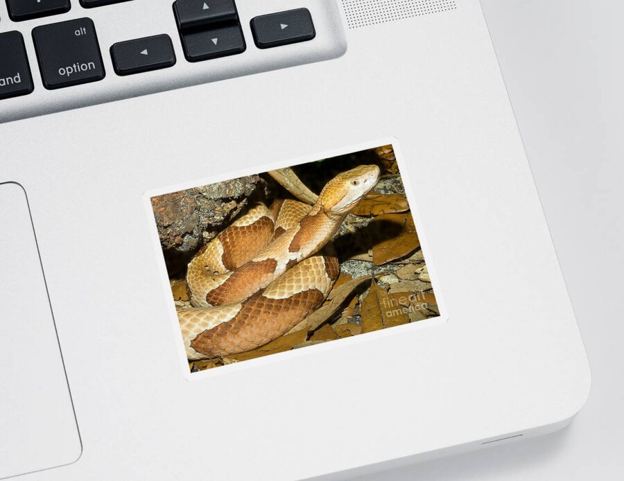 Animal Sticker featuring the photograph Copperhead Snake by Millard H. Sharp
