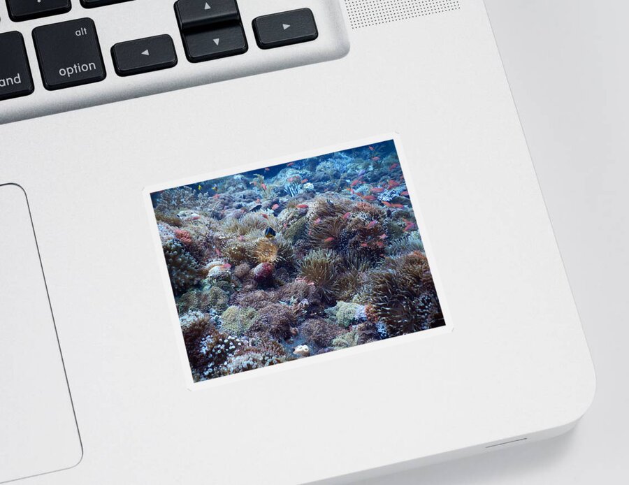 Anemone Sticker featuring the photograph Coral Reef Biodiversity by Carleton Ray