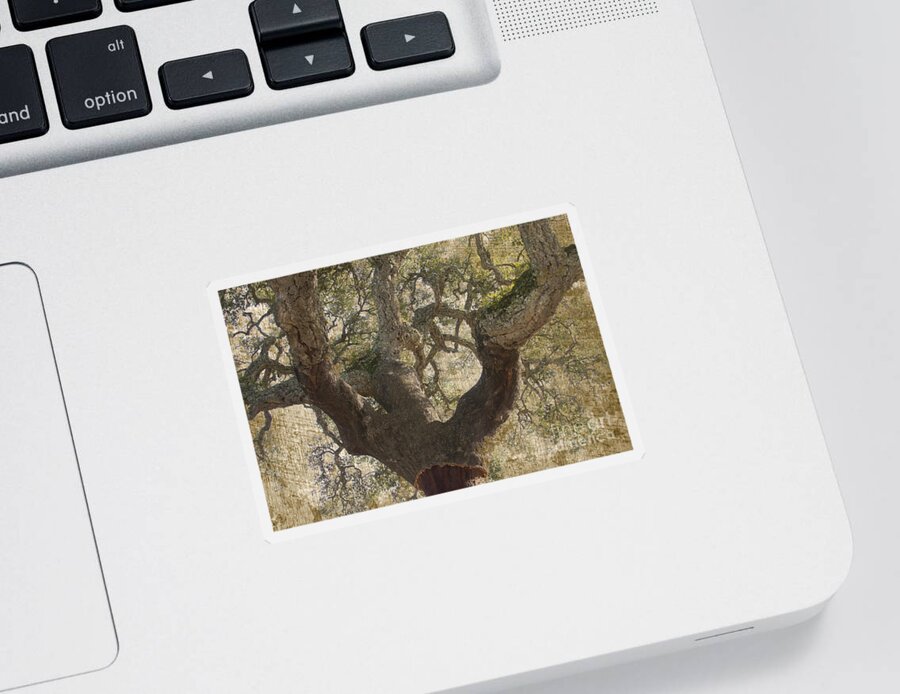 Cork Oak Sticker featuring the photograph Cork Oak Tree by Heiko Koehrer-Wagner