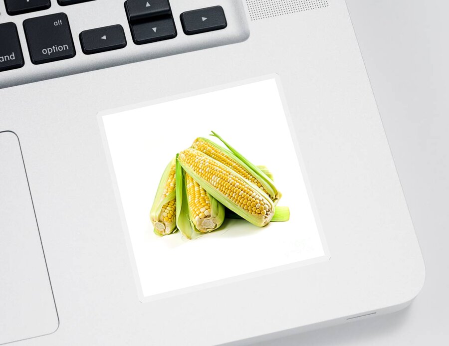 Corn Sticker featuring the photograph Corn ears on white background by Elena Elisseeva