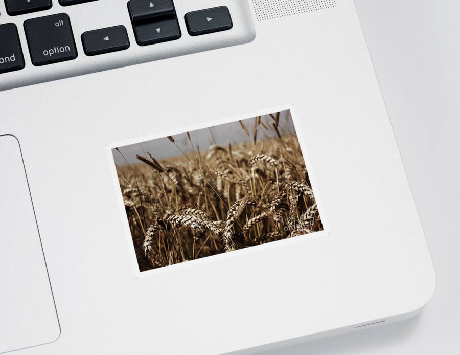 Close Up Sticker featuring the photograph Corn Field by Vicki Spindler