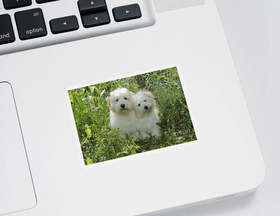 Dog Sticker featuring the photograph Coton De Tulear Dogs by John Daniels