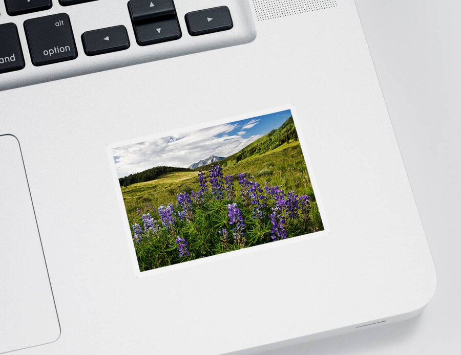 Crested Butte Sticker featuring the photograph Crested Butte Lupines by Ronda Kimbrow