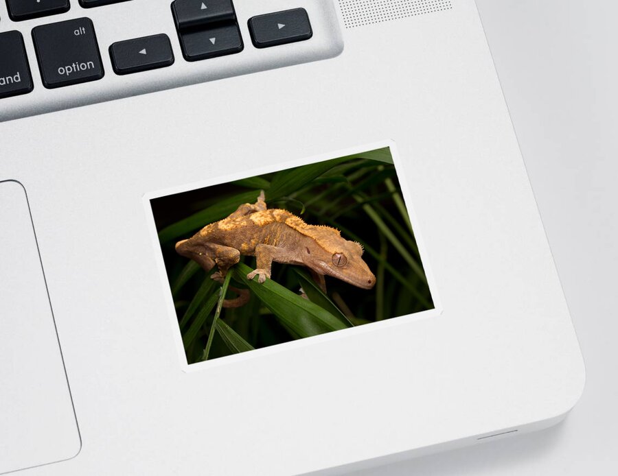 New Caledonian Crested Gecko Sticker featuring the photograph Crested Gecko Rhacodactylus Ciliatus by David Kenny