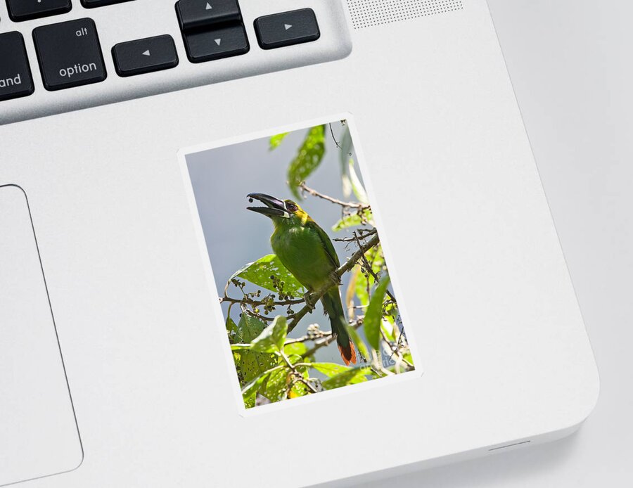 Aulacorhynchus Haematopygus Sticker featuring the photograph Crimson-rumped Toucanet by Jean-Luc Baron
