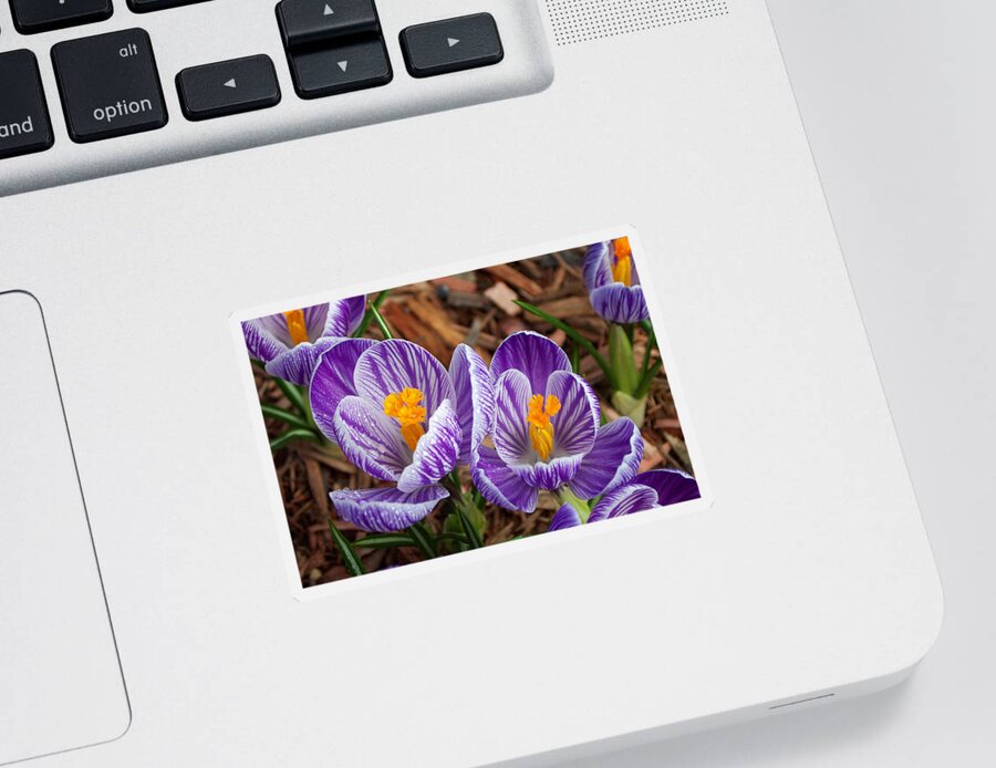 Anther Sticker featuring the photograph Crocus Giant Pickwick by Bonnie Sue Rauch