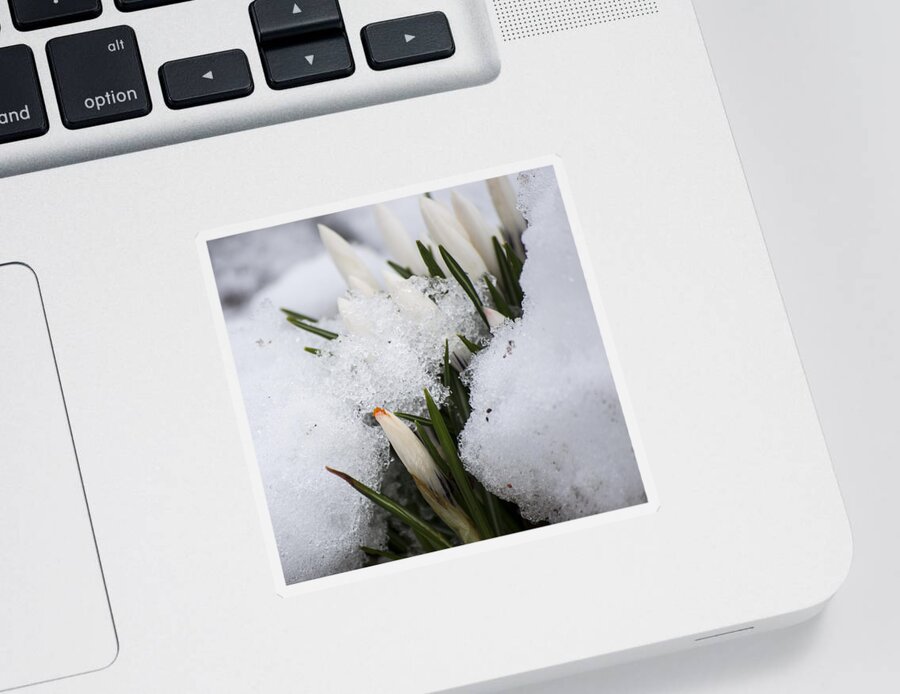 Crocus Sticker featuring the photograph Crocus by Spikey Mouse Photography