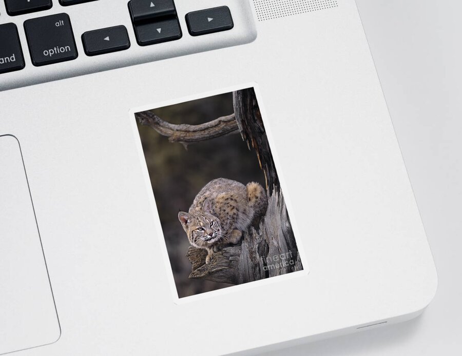 North America Sticker featuring the photograph Crouching Bobcat Montana Wildlife by Dave Welling