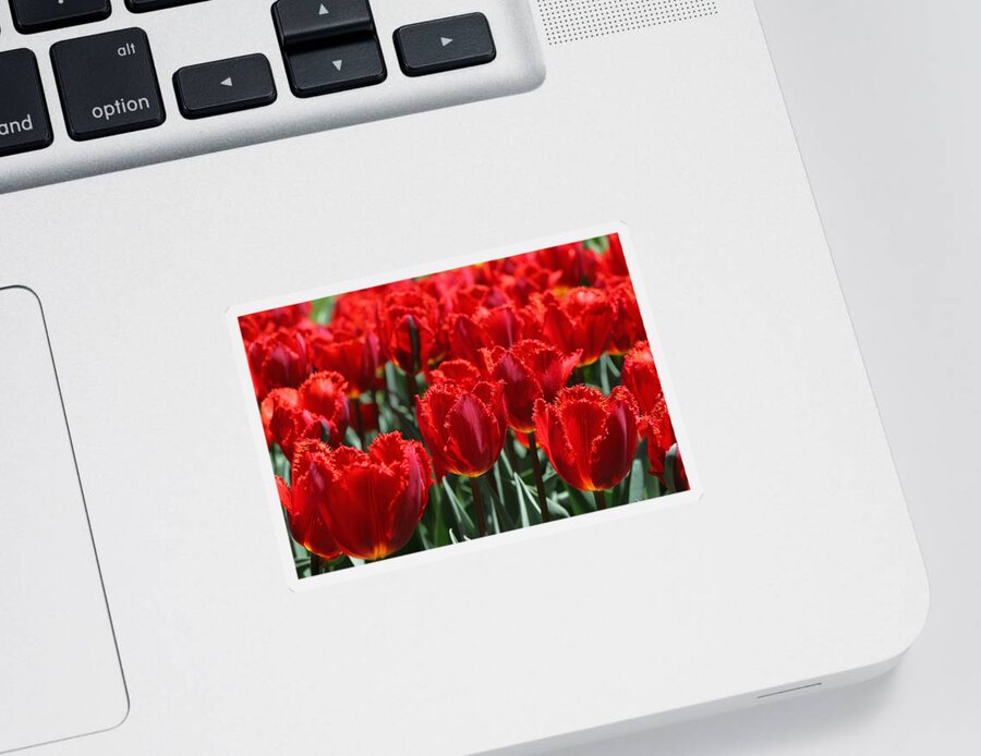 Tulip Sticker featuring the photograph Crystal Beauty Tulip by Allen Beatty