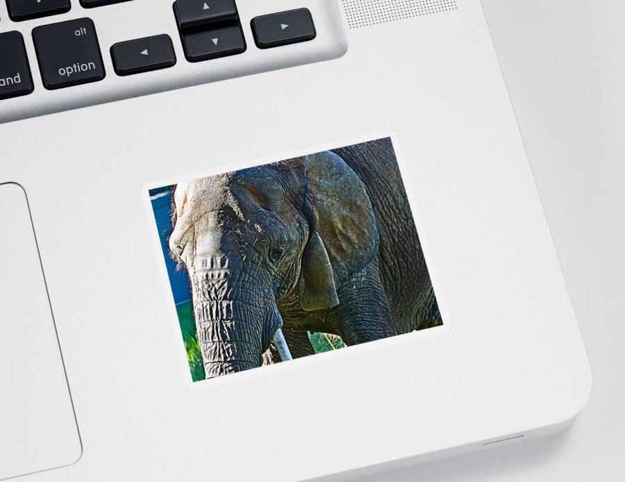 #elephant Sticker featuring the photograph Cuddles in search by Miroslava Jurcik