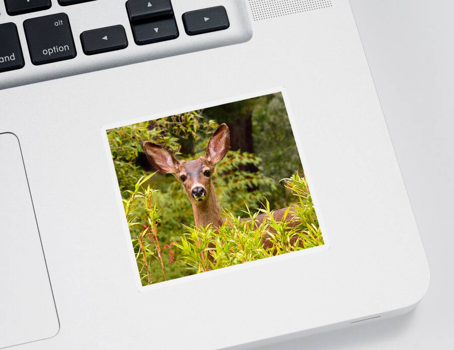Deer Sticker featuring the photograph Curiosity by Brian Tada
