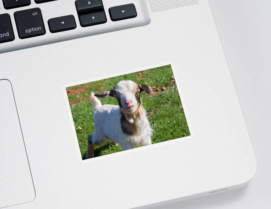 Cute Sticker featuring the photograph Curious Baby Goat by Kathleen Bishop