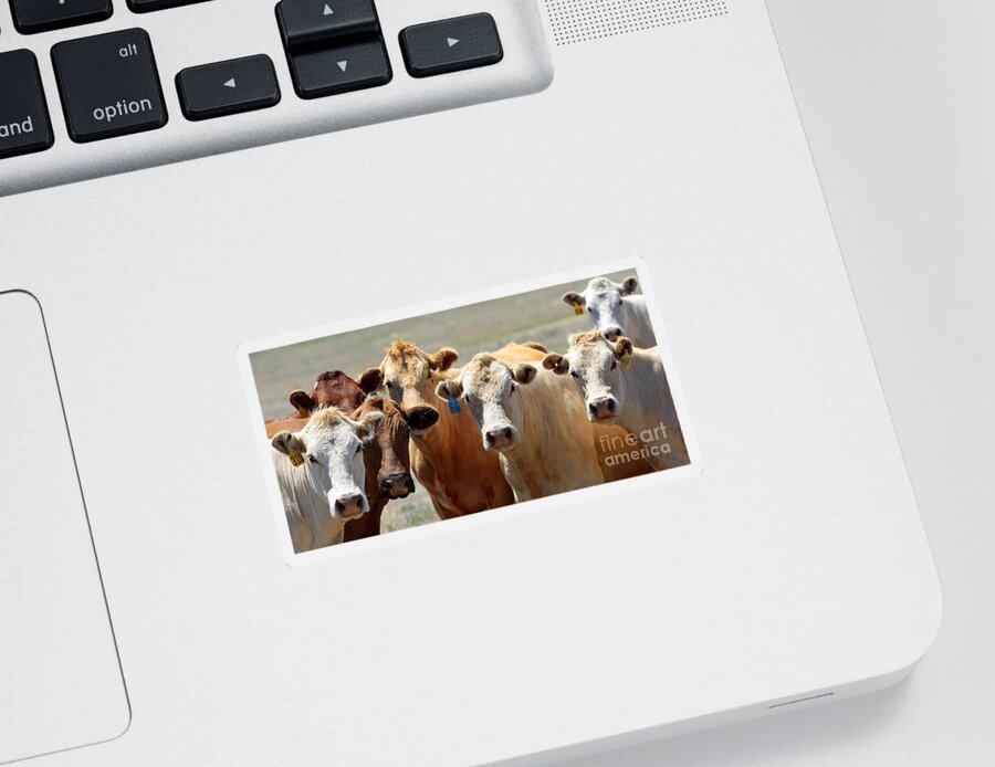 Cow Sticker featuring the photograph Curious Country Cows by Lincoln Rogers