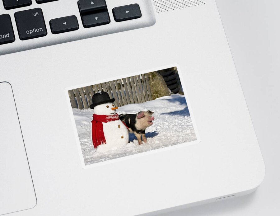Piglet Sticker featuring the photograph Curious Piglet And Snowman by Jean-Louis Klein and Marie-Luce Hubert