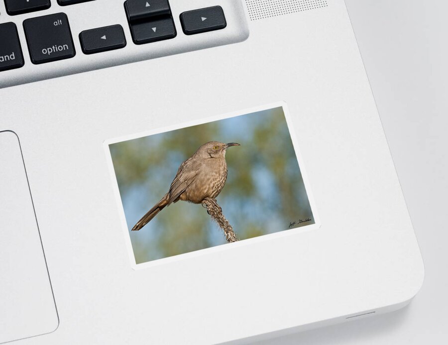 Animal Sticker featuring the photograph Curve-Billed Thrasher by Jeff Goulden
