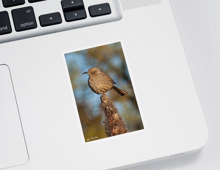 Animal Sticker featuring the photograph Curve-Billed Thrasher on a Cactus by Jeff Goulden