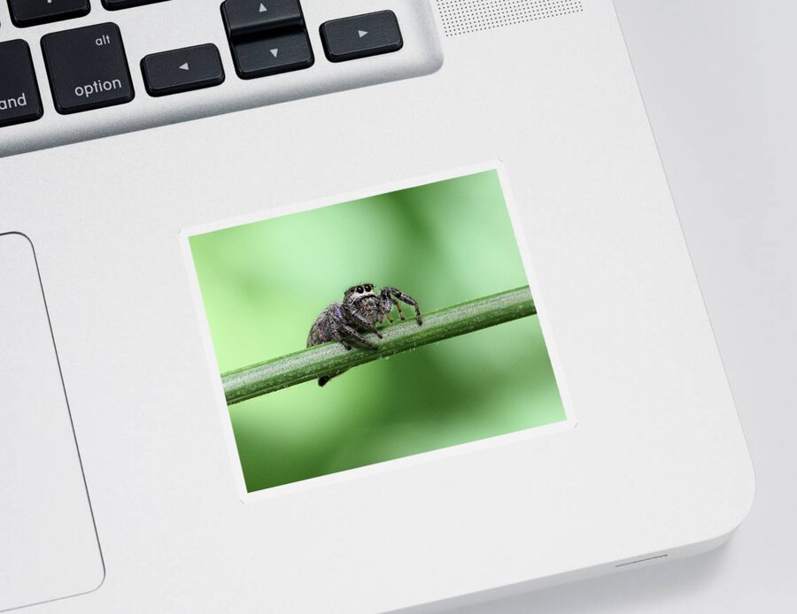 Jumping Spider Sticker featuring the photograph Cute Spider by Doris Potter