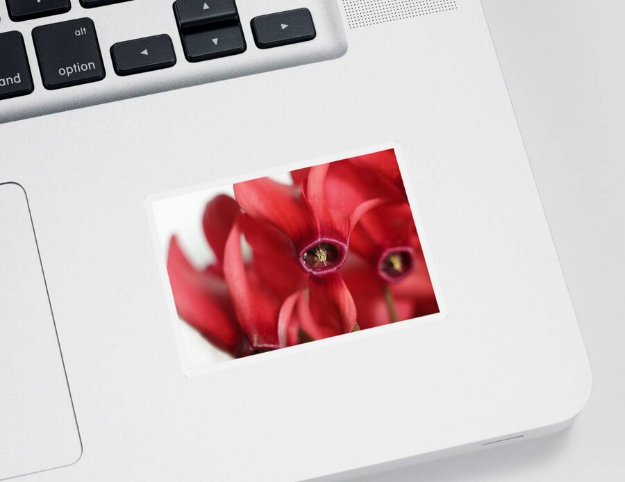 Floral Sticker featuring the photograph Cyclamen by David and Carol Kelly