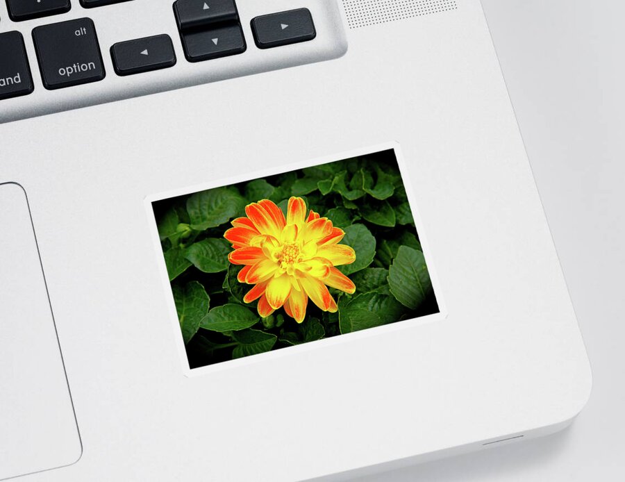 Garden Flower Sticker featuring the photograph Dahlia by Ed Riche