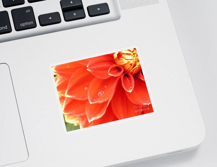 Dahlia Sticker featuring the photograph Dahlia Heart by Spikey Mouse Photography