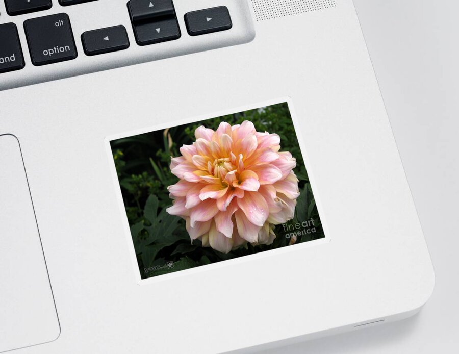 Mccombie Sticker featuring the photograph Dahlia named Seattle by J McCombie