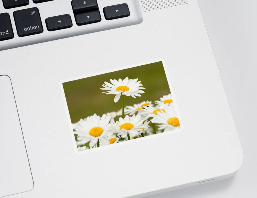 Beauty In Nature Sticker featuring the photograph Daisies by Jim Corwin