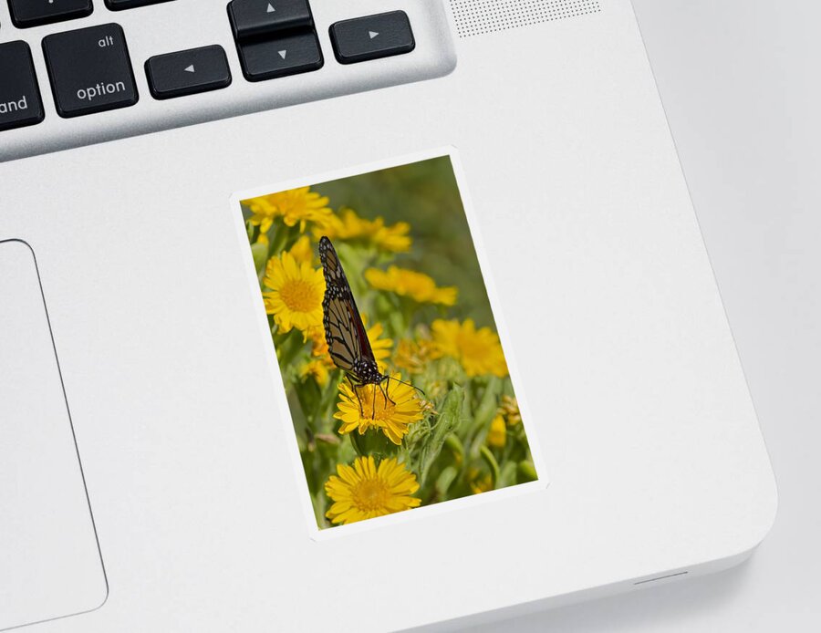 Butterfly Sticker featuring the photograph Daisy Daisy Give Me Your Anther Do by Gary Holmes
